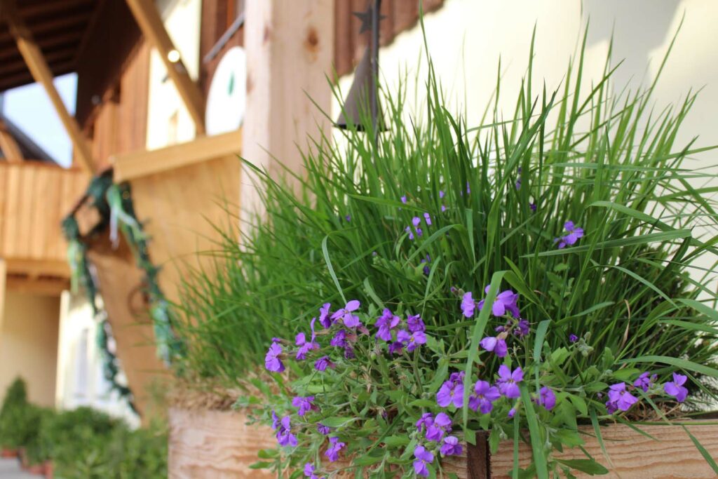 Blumen im Landhotel Großeiberhof in Waldmünchen